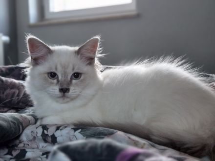 Großer Kitten-Alarm: zauberhafte Kitten suchen ihr Für-Immer-Schloss!