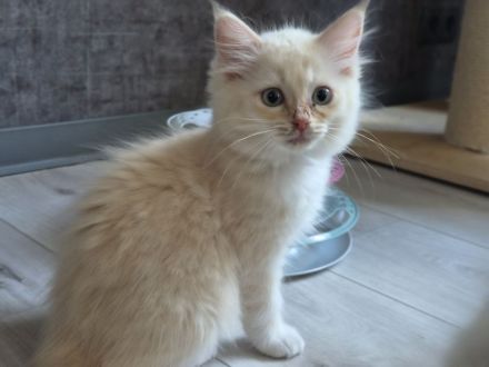Großer Kitten-Alarm: zauberhafte Kitten suchen ihr Für-Immer-Schloss!