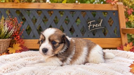 Wunderschöne Kooikerhondje Welpen