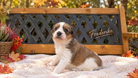 Wunderschöne Kooikerhondje Welpen