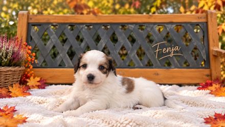 Wunderschöne Kooikerhondje Welpen