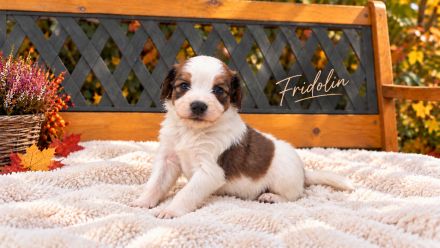 Wunderschöne Kooikerhondje Welpen