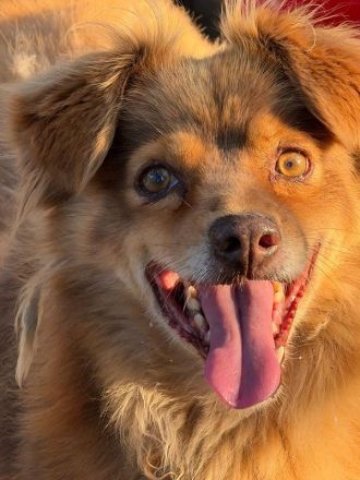 Bruno, fröhlicher Senior sucht ein liebevolles Zuhause für seinen Lebensabend, 12J, 43cm