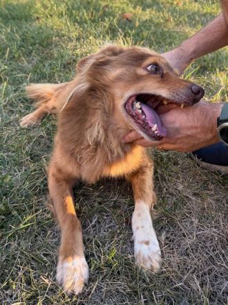 Bruno, fröhlicher Senior sucht ein liebevolles Zuhause für seinen Lebensabend, 12J, 43cm