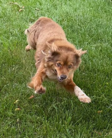 Bruno, fröhlicher Senior sucht ein liebevolles Zuhause für seinen Lebensabend, 12J, 43cm