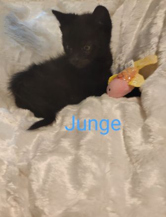 3 süße, verschmuste Kitten Katzenbaby suchen mitte Oktober ein schönes Zuhause