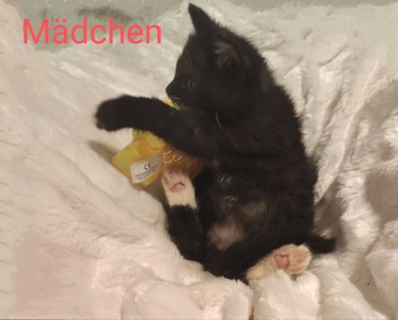 3 süße, verschmuste Kitten Katzenbaby suchen mitte Oktober ein schönes Zuhause