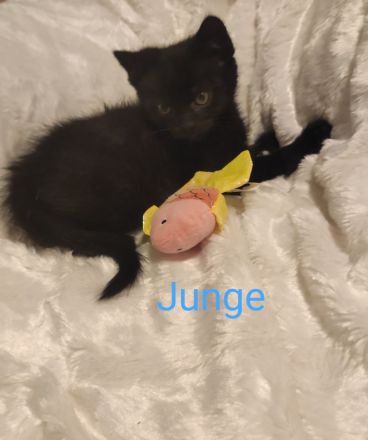 3 süße, verschmuste Kitten Katzenbaby suchen mitte Oktober ein schönes Zuhause