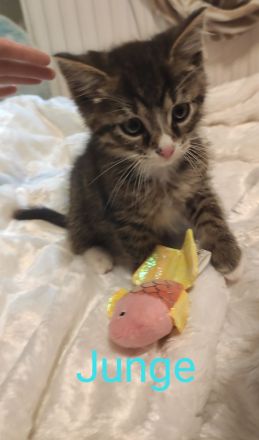 3 süße, verschmuste Kitten Katzenbaby suchen mitte Oktober ein schönes Zuhause