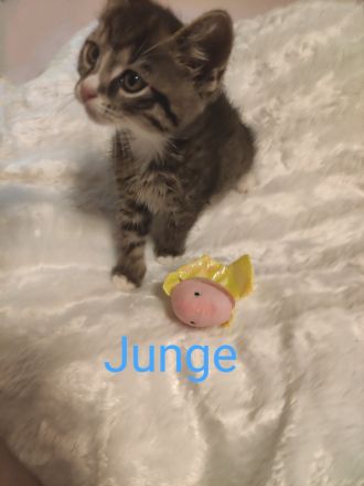 3 süße, verschmuste Kitten Katzenbaby suchen mitte Oktober ein schönes Zuhause