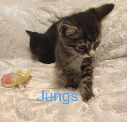 3 süße, verschmuste Kitten Katzenbaby suchen mitte Oktober ein schönes Zuhause