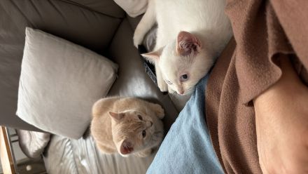 BKH Kitten Reinrassig Geschwister