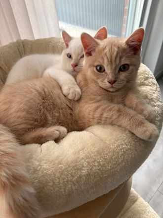 BKH Kitten Reinrassig Geschwister