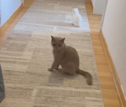 BKH Kitten Reinrassig Geschwister