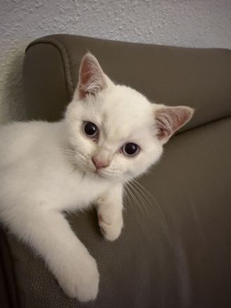 BKH Kitten Reinrassig Geschwister