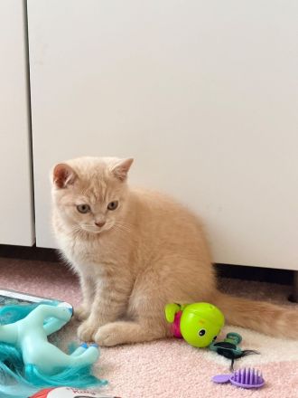 BKH Kitten Reinrassig Geschwister