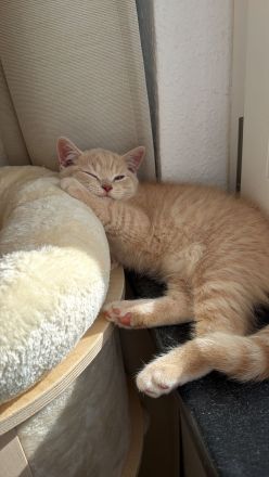 BKH Kitten Reinrassig Geschwister