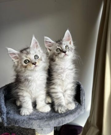 Gesunde Maine-Coon-Kätzchen suchen ein neues Zuhause