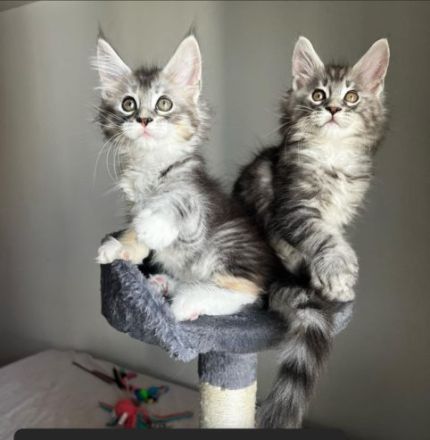 Gesunde Maine-Coon-Kätzchen suchen ein neues Zuhause