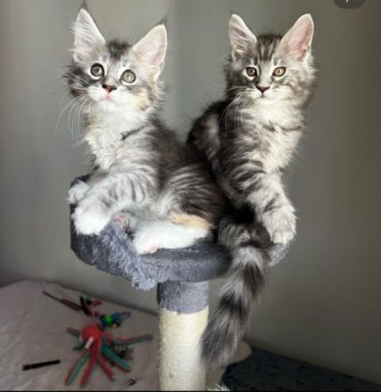 Gesunde Maine-Coon-Kätzchen suchen ein neues Zuhause