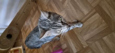 Katze in liebevolle erfahrene Hände abzugeben.