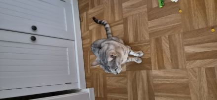 Katze in liebevolle erfahrene Hände abzugeben.