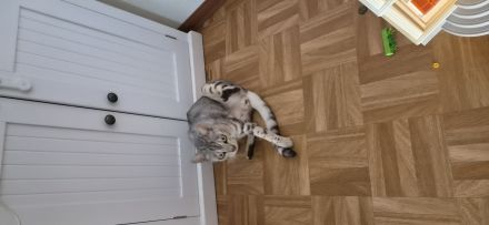Katze in liebevolle erfahrene Hände abzugeben.