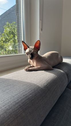Deckkater für Don Sphynx Dame gesucht!