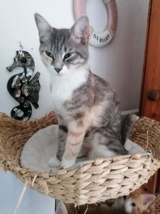 BKH~Mix~Kätzchen