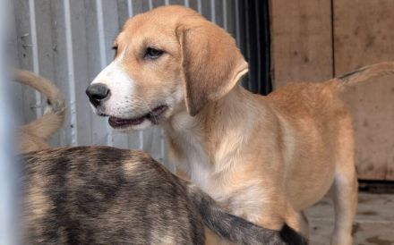 Jax sucht ein schönes Zuhause