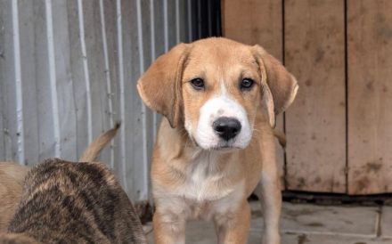 Jax sucht ein schönes Zuhause