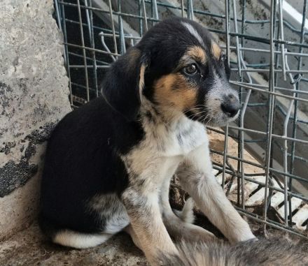 Foxi sucht ihr Für-immer-Zuhause