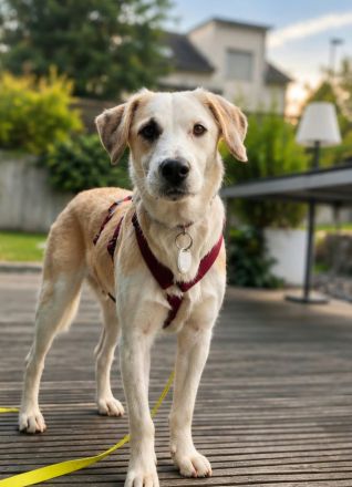 Kalypso auf Pflegestelle in 61440 Oberursel sucht ihr Für-immer-Zuhause