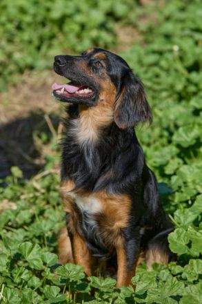 Athos: Ein Musketier zum Verlieben