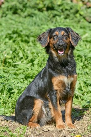 Athos: Ein Musketier zum Verlieben