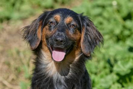Athos: Ein Musketier zum Verlieben