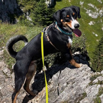 Rocco in 74214 Schöntal sucht sein Für-immer-Zuhause