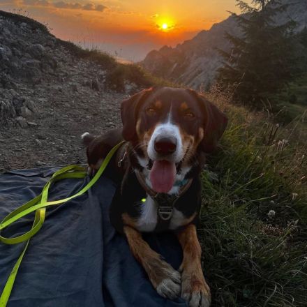 Rocco in 74214 Schöntal sucht sein Für-immer-Zuhause