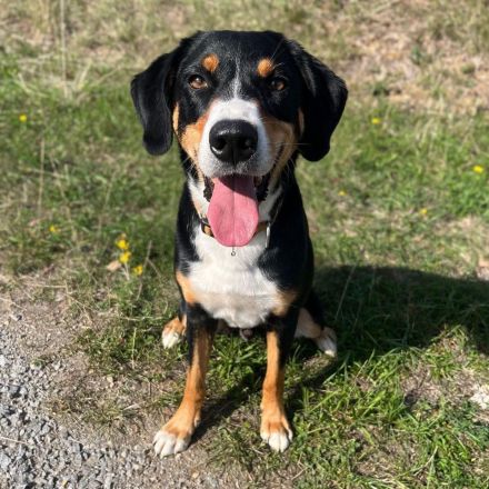 Rocco in 74214 Schöntal sucht sein Für-immer-Zuhause