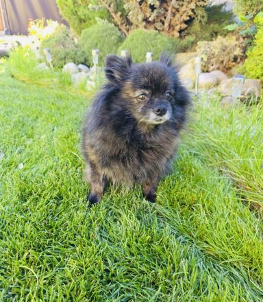 Pomeranien Mädchen Terisa