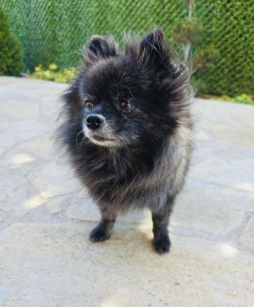 Pomeranien Mädchen Terisa