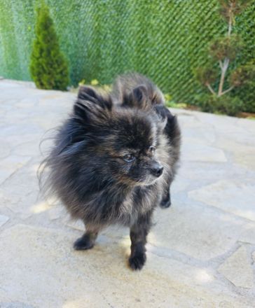 Pomeranien Mädchen Terisa