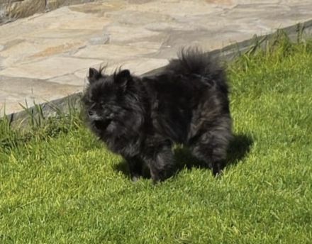 Pomeranien Mädchen Terisa