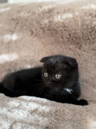 BKH Britisch Kurzhaar Kater Kitten 12 Wochen