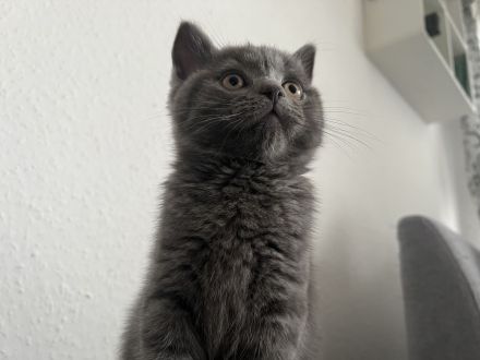 Männliches BKH Kitten sucht liebevolles Zuhause