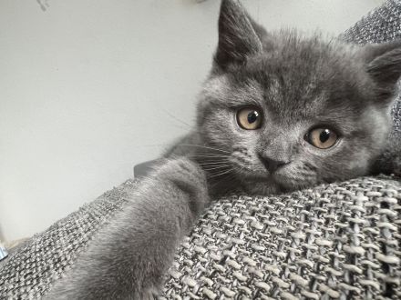 Männliches BKH Kitten sucht liebevolles Zuhause