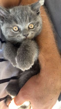 Liebevoller BKH-Kater sucht seine neue Familie