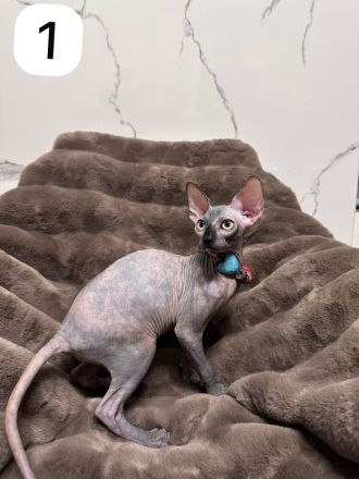 Wunderschöne Sphynx-Kitten suchen liebevolles Zuhause 🐾