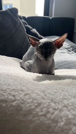 Wunderschöne Sphynx-Kitten suchen liebevolles Zuhause 🐾