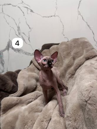 Wunderschöne Sphynx-Kitten suchen liebevolles Zuhause 🐾